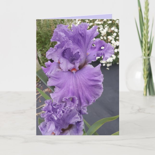 Carte d'anniversaire florale fleur violette Iris I (Devant)
