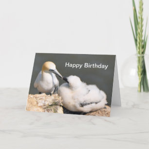 Carte d'anniversaire : Fou de Bassan et poussin