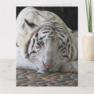 CARTE D'ANNIVERSAIRE GIGANTESQUE AU TIGRE BLANC MI