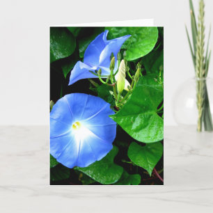 Carte d'anniversaire HeavenBlue Morning Glory