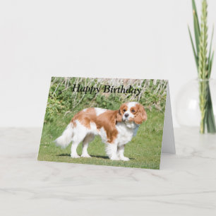 Carte d'anniversaire heureuse Cavalier King Charle