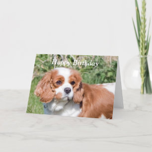 Carte d'anniversaire heureuse Cavalier King Charle