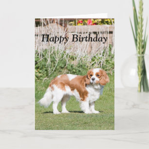 Carte d'anniversaire heureuse Cavalier King Charle