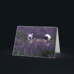Carte d'anniversaire Husky<br><div class="desc">Happy husky dog debout dans le champ de violet vetch</div>