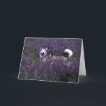 Carte d'anniversaire Husky<br><div class="desc">Happy husky dog debout dans le champ de violet vetch</div>