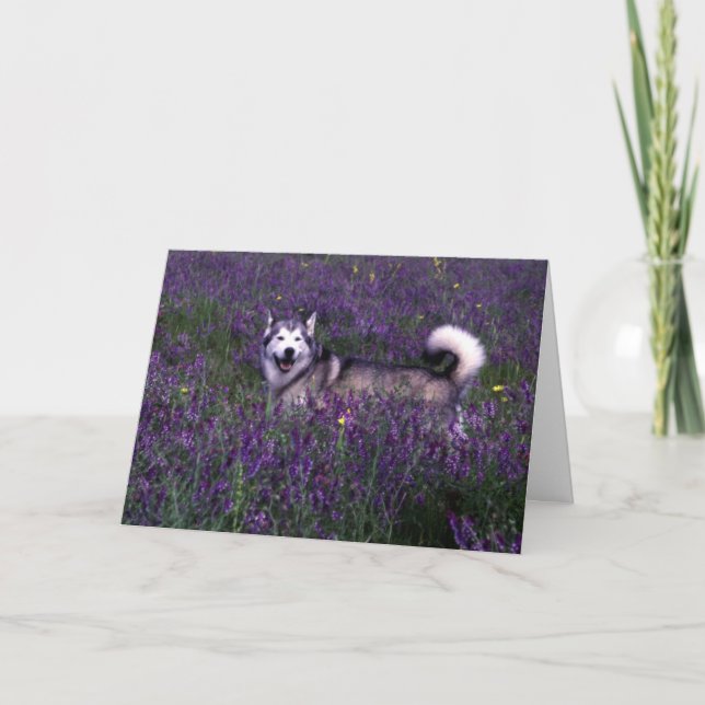 Carte d'anniversaire Husky (Devant)