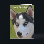 Carte d'anniversaire Husky<br><div class="desc">Carte d'anniversaire Husky</div>