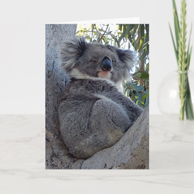 Carte d'anniversaire Koala dans un gommier (Devant)