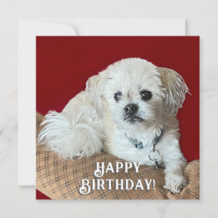 Carte d'anniversaire Malshi
