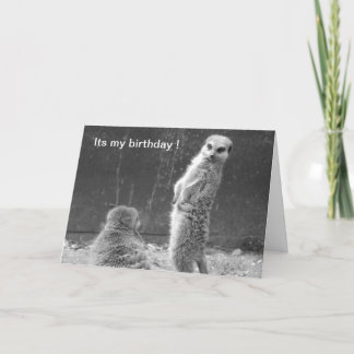 Carte d'anniversaire Meerkat