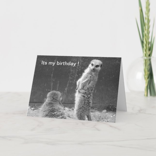 Carte d'anniversaire Meerkat (Devant)