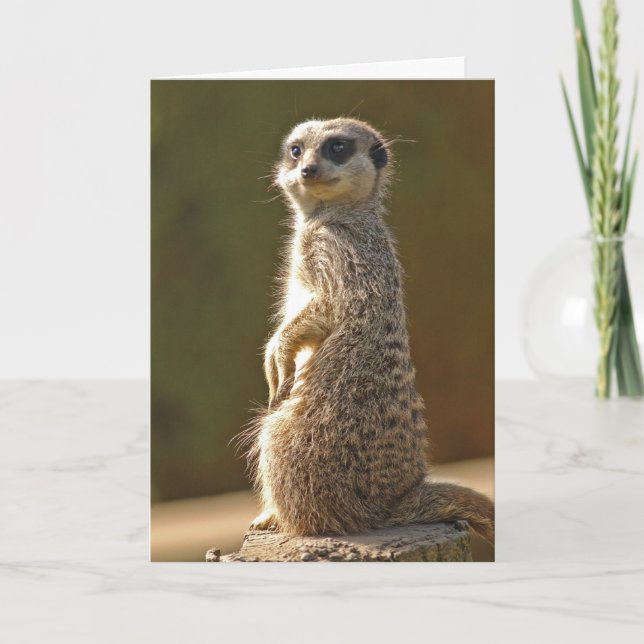 Carte d'anniversaire Meerkat personnalisée (Devant)