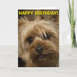 Carte d'anniversaire mignonne de Yorkie