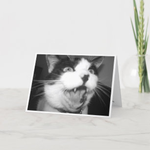 Carte d'anniversaire Opera Kitty