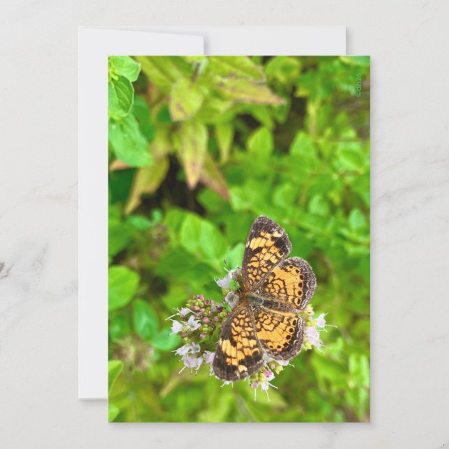 Carte d'anniversaire papillon Pearl Crescent dh26 (Devant)