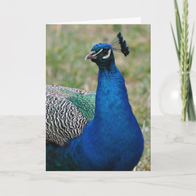 Carte d'anniversaire Peacock (Devant)