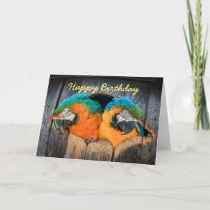 Carte d'anniversaire Perroquets macaw en tonneau