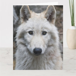 CARTE D'ANNIVERSAIRE PHOTOGRAPHIE LOUP BLANC