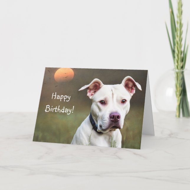 Carte d'anniversaire Pitbull blanche (Devant)