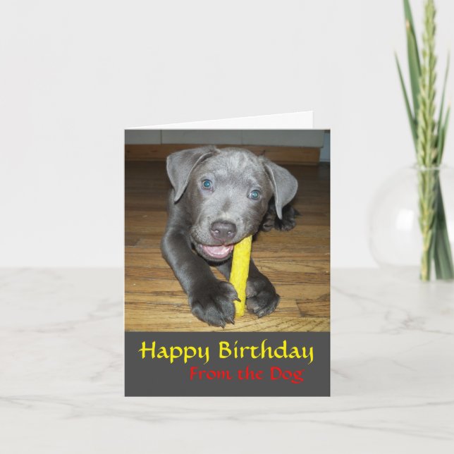 Carte d'anniversaire pour amateur de chiots Labrab (Devant)