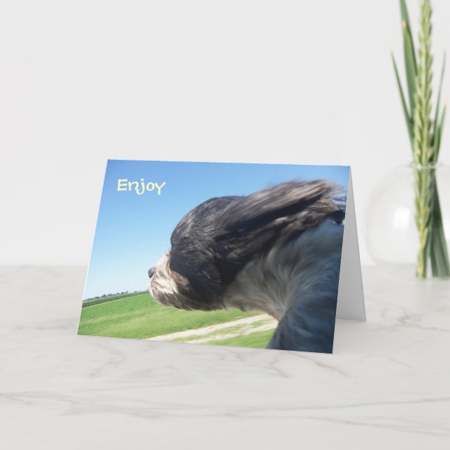 Carte d'anniversaire pour chien balayé (Devant)