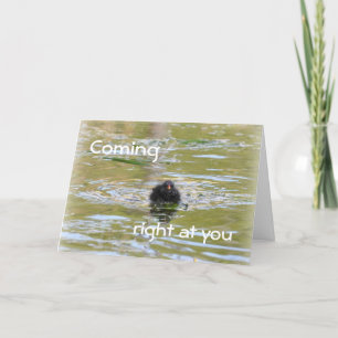 Carte d'anniversaire : Poussin de poule d'eau