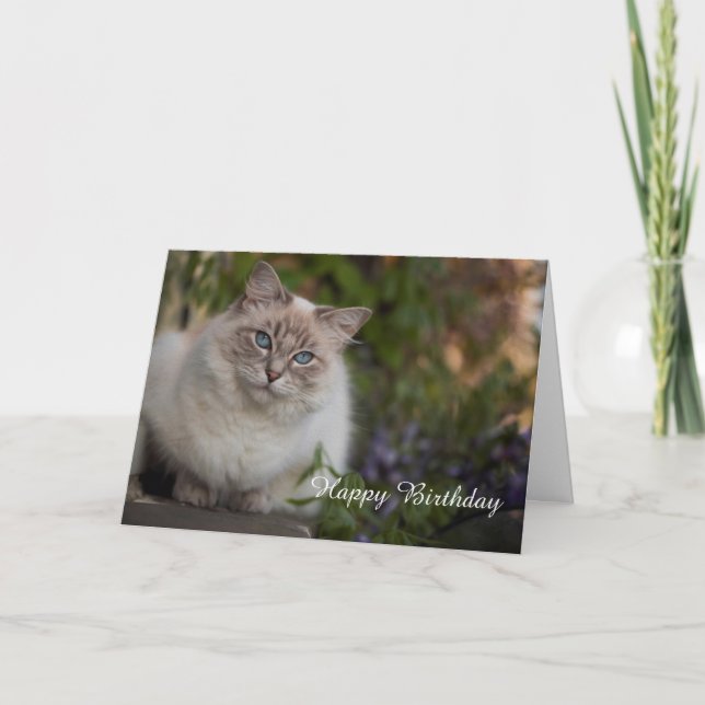 Carte d'anniversaire Ragdoll (Devant)
