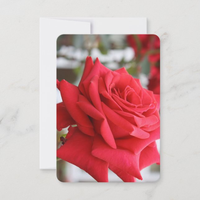 Carte d'anniversaire Red Rose Scottish Poem (Devant)