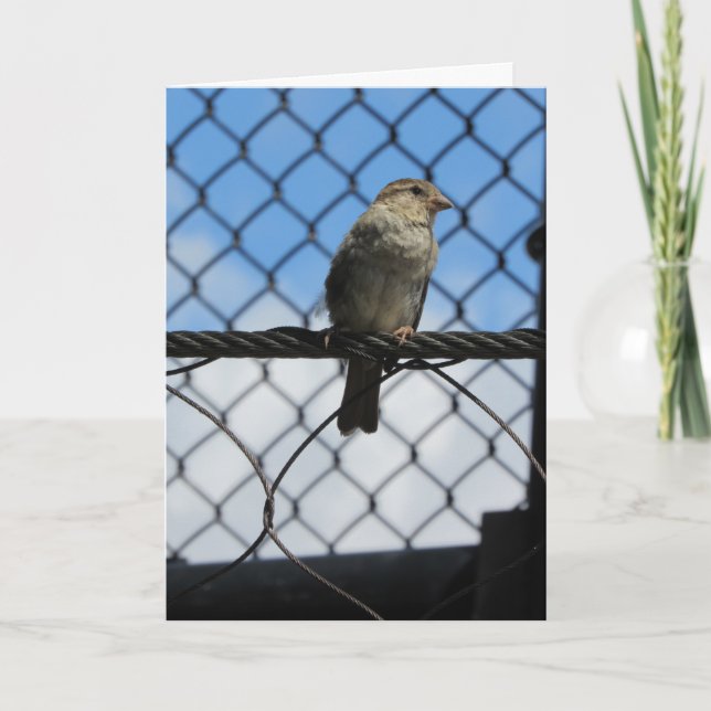 Carte d'anniversaire "Sparrow Upon Wire" (Devant)