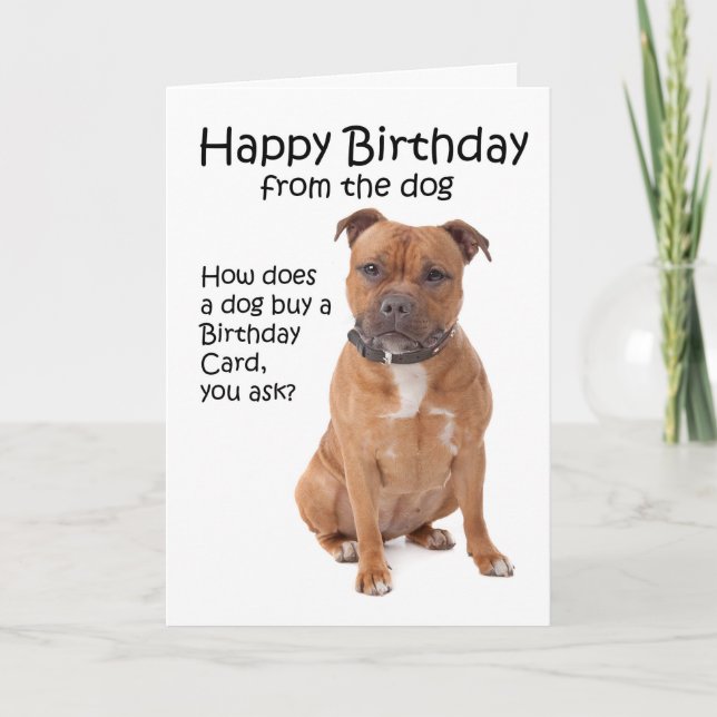 Carte d'anniversaire Staffordshire Bull Terrier (Devant)