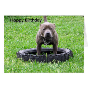 Carte d'anniversaire Staffordshire Bull Terrier po