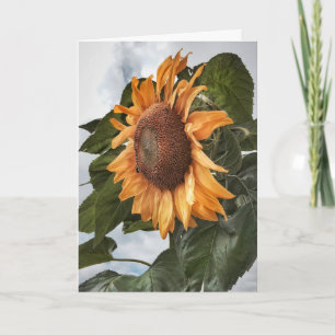 Carte d'anniversaire Sunflower Power