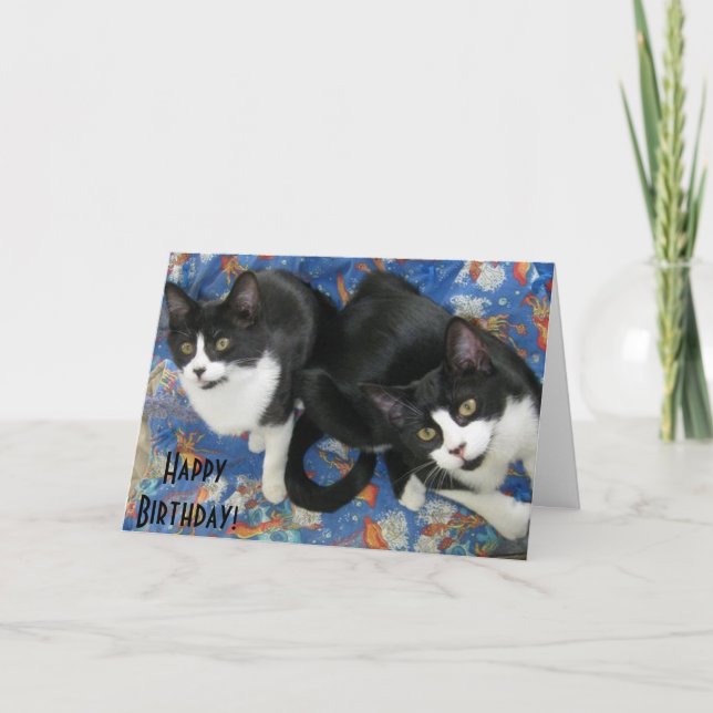 Carte d'anniversaire Twin Tuxedo Kittens (Devant)