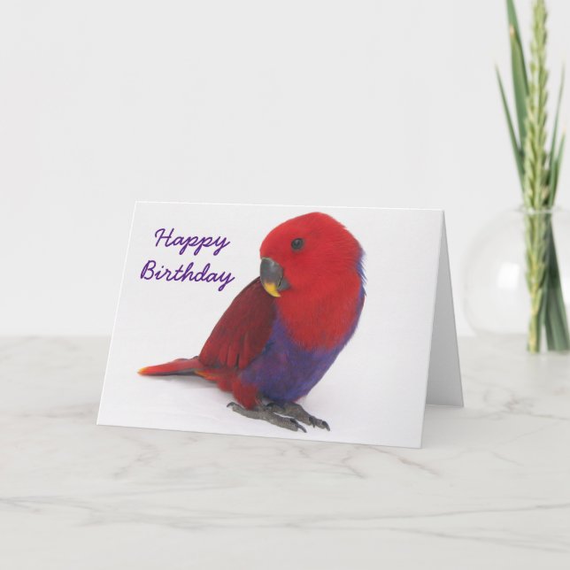 Carte d'anniversaire un perroquet d'Eclectus (Devant)