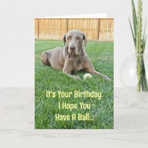 Carte d'anniversaire Weimaraner