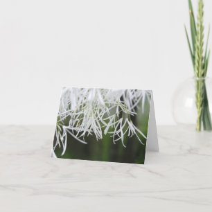 Carte d'arbre de frange (virginicus de