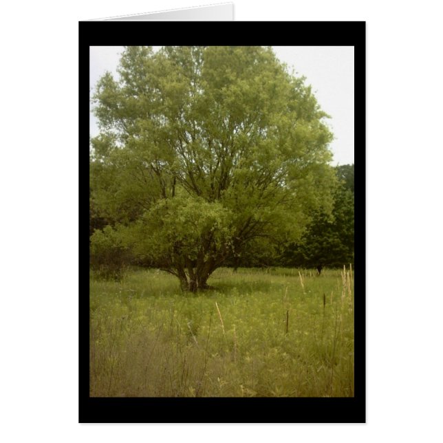 Carte d'arbre de prairie (Devant)