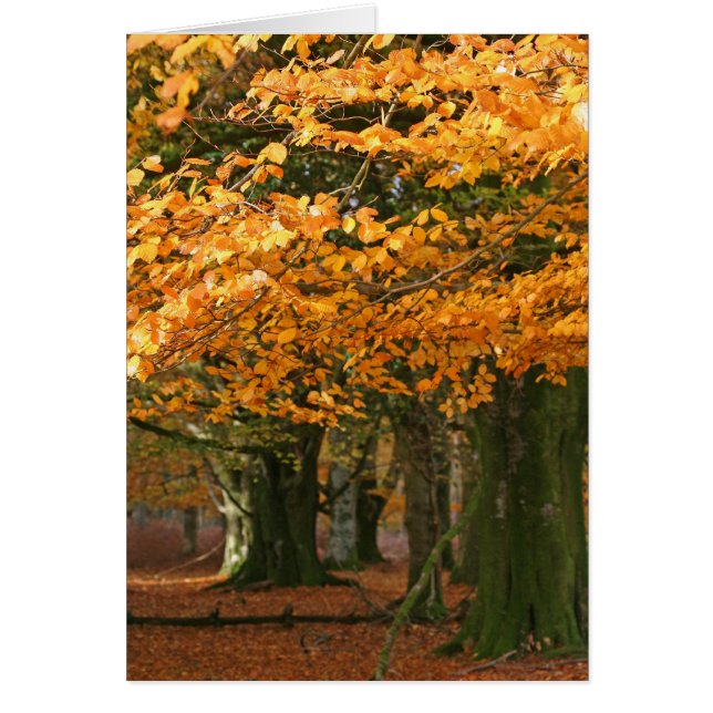 Carte d'arbres de hêtre d'Autum (Devant)