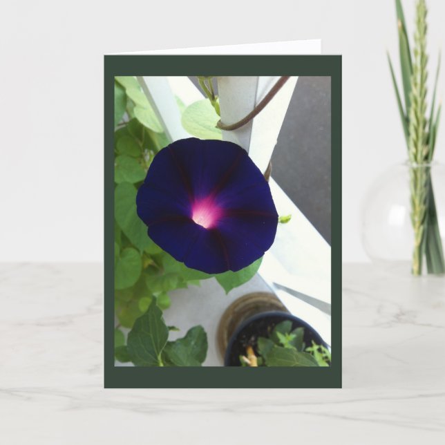 Carte Dark Velvet Morning Glory Blank (Devant)