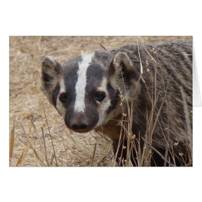 Carte d'arrêt Badger (Devant horizontal)