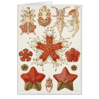 Carte d'art d'Ernst Haeckel : Asteridea