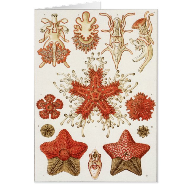 Carte d'art d'Ernst Haeckel : Asteridea (Devant)