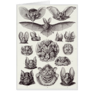 Carte d'art d'Ernst Haeckel : Chiroptera