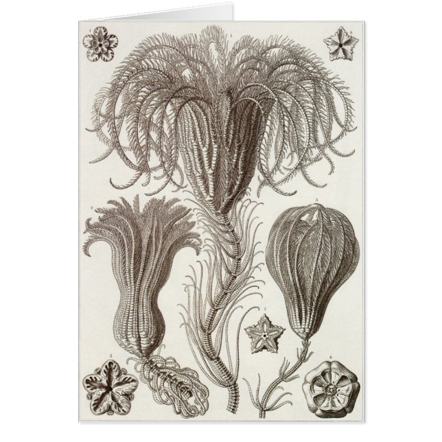 Carte d'art d'Ernst Haeckel : Crinoidea (Devant)