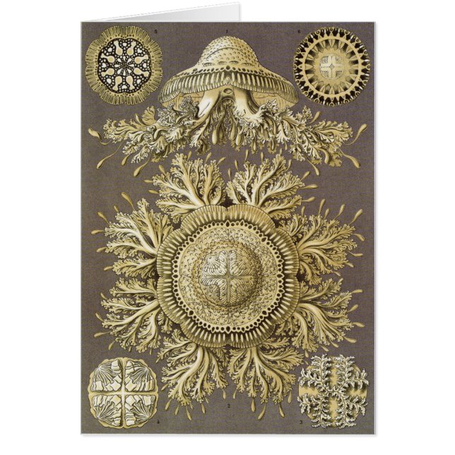 Carte d'art d'Ernst Haeckel : Discomedusae (Devant)