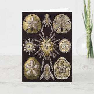 Carte d'art d'Ernst Haeckel : Echinidea