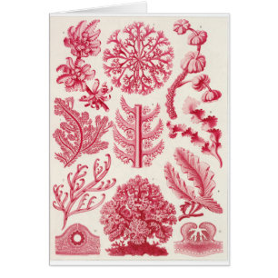 Carte d'art d'Ernst Haeckel : Florideae
