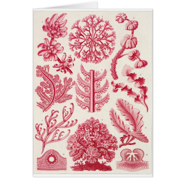 Carte d'art d'Ernst Haeckel : Florideae (Devant)