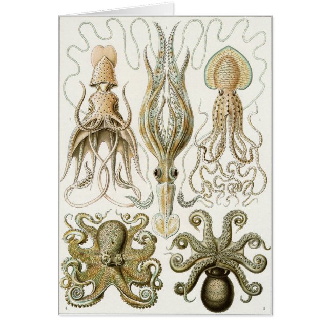 Carte d'art d'Ernst Haeckel : Gamochonia (Devant)