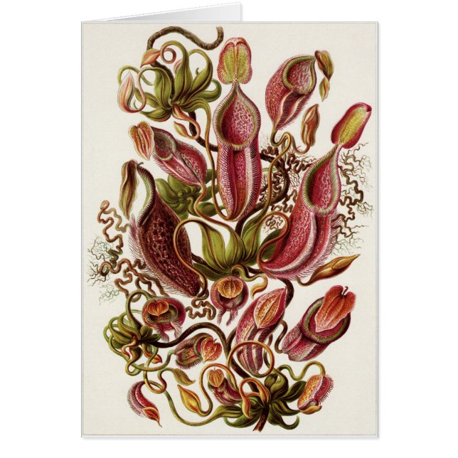 Carte d'art d'Ernst Haeckel : Nepenthaceae (Devant)